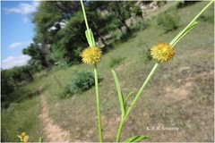 Allmania nodiflora